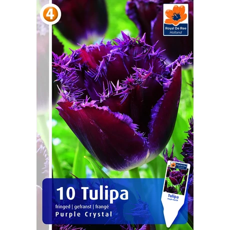 Vh16257 Tulipán Fringed Purple Crystal 10db/csom