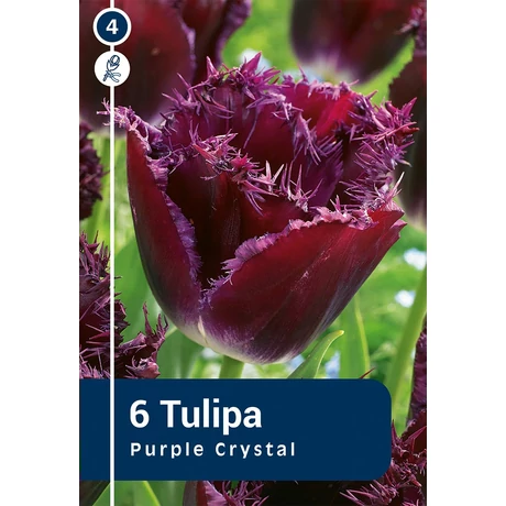 Vh 16257 Tulipa Crispa Purple Crystal 6db/cs 11/12