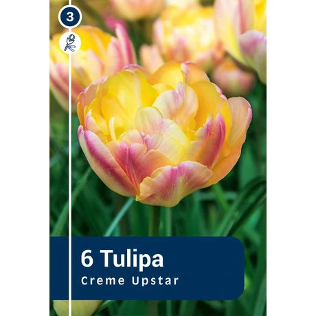Vh 16261 Tulipa Double late Creme Upstar 6db/cs 11/12