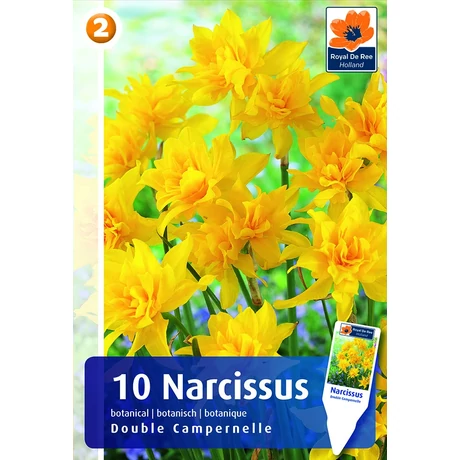 Vh 16264 Narcissus Botanical Double Campernelle 10db/cs 10/12
