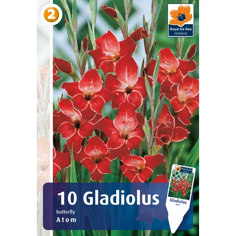 Vh08811 Gladiolus Butterfly Nanus Atom 10db/cs
