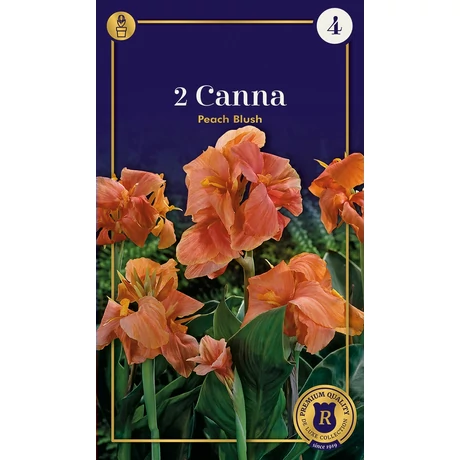 Vh10633 Canna Peach Blush 2db/cs