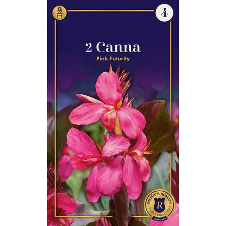Vh10653 Canna Pink Futurity 2db/cs