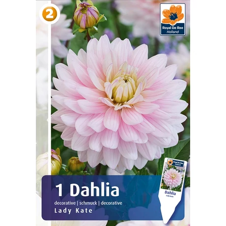 Vh08456 Dahlia Decorative Lady Kate 1db/cs