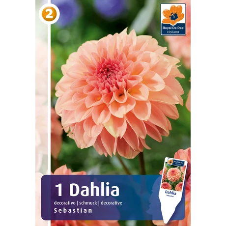 Vh08800 Dahlia Decorative Sebastian 1db/cs