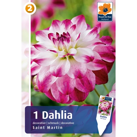 Vh08801 Dahlia Decorative Saint Martin 1db/cs