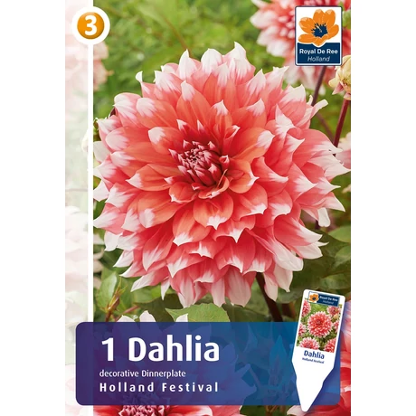 Vh08802 Dahlia Dinner Plate Holland Festival 1db/cs