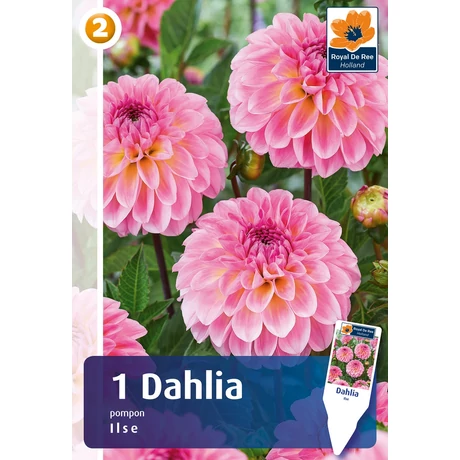 Vh08808 Dahlia Pompon/Ball Ilse 1db/cs