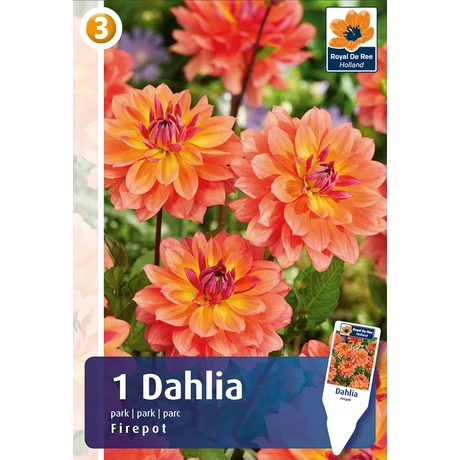 Vh08460 Dahlia Park Firepot 1db/cs