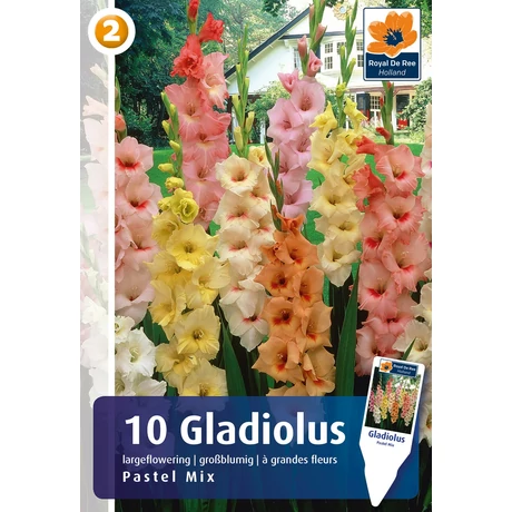 Vh08810 Gladiolus Largeflowering Pastel Mix 10db/cs