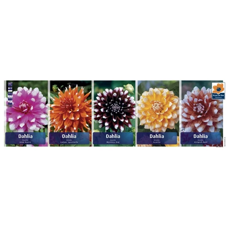 Vh DAH08 Dália gyűjtő Decorative bicolor 20db x 5szín