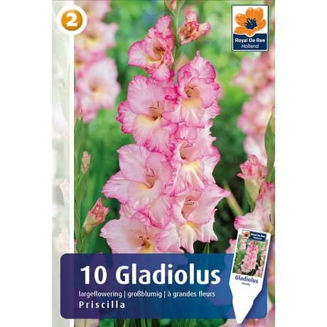 Vh08327 Gladiolus Largeflowering  Priscilla 10db/cs
