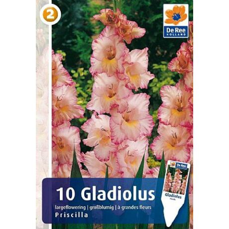 Vh08327 Gladiolus Largeflowering  Priscilla