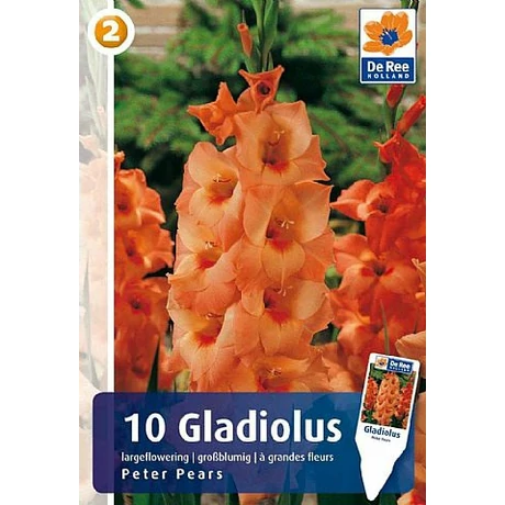 Vh08324 Gladiolus Largeflowering Peter Pears