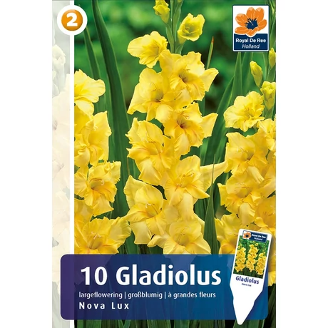 Vh08322 Gladiolus Largeflowering  Nova Lux 10db/cs