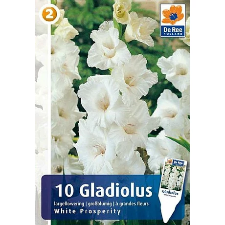 Vh08332 Gladiolus Largeflowering White Prosperity