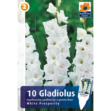 Vh08332 Gladiolus Largeflowering White Prosperity 10db/cs