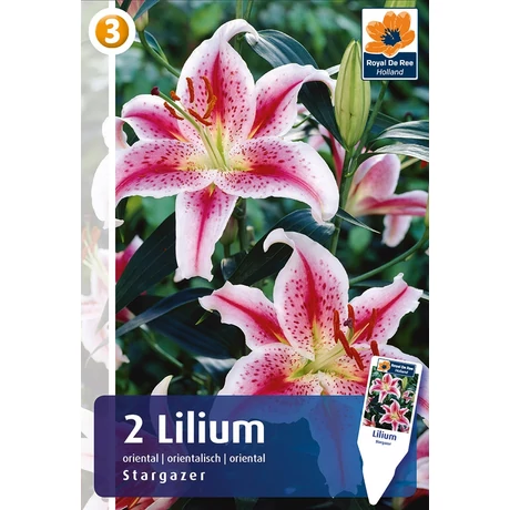 Vh08309 Liliom Oriental Stargazer 2db/cs