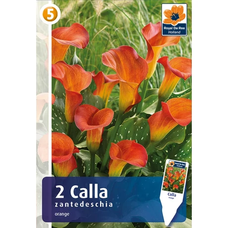Vh08385 Calla Orange 2db/cs