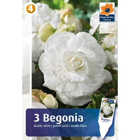 Vh08365 Begonia Double White 3db/cs