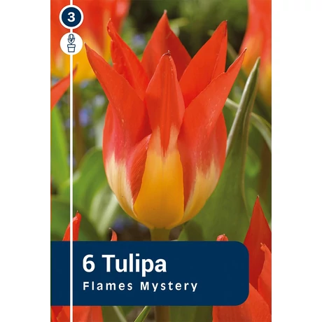 Vh 16366 Tulipa Fosteriana Flames Mystery 6db/cs 11/12