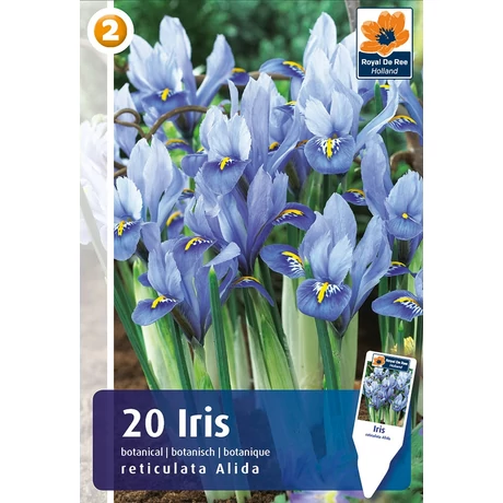 Vh 16470  Iris Reticulata Alida 20db/cs 5/6