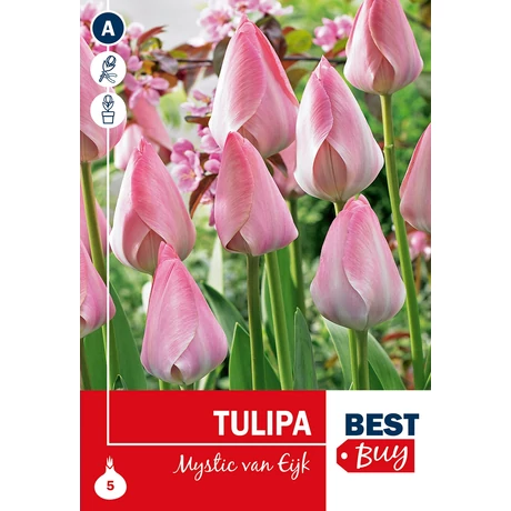 Vh 16098  Tulipa Darwin H. Mystic van Eijk 5db/cs 10/11