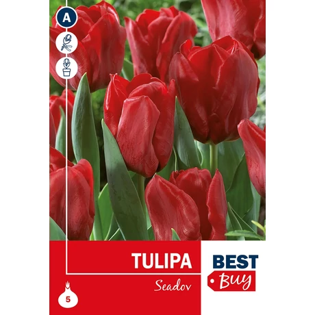 Vh 16101  Tulipa Triumph Seadov 5db/cs 10/11