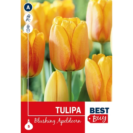 Vh 16102  Tulipa Darwin H. Blushing Apeldoorn 5db/cs 10/11