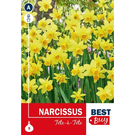 Vh 16119  Narcissus Tete Á Tete 5db/cs 10/11