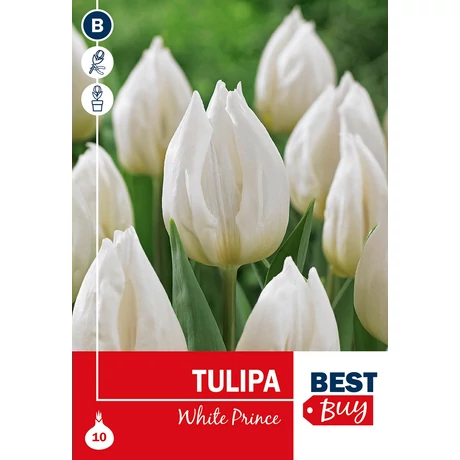Vh 16090 Tulipa Single early White Prince 5db/cs 10/11