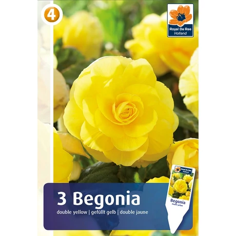 Vh08364 Begónia Double Yellow 3db/cs