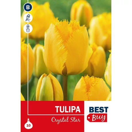 Vh 16103 Tulipa Crispa Crystal Star 7db/cs 10/11