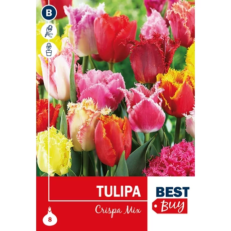 Vh 16104 Tulipa Crispa Mix 5db/cs 10/11