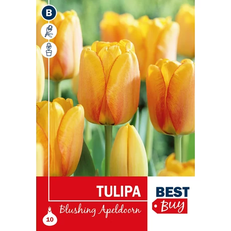 Vh 16105 Tulipa Darwin H. Blushing Apeldoorn 7db/cs 10/11