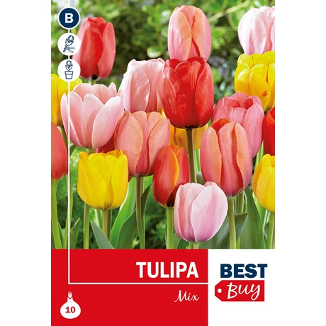 Vh 16118 Tulipa Darwin Hybrid Mix 7db/cs 10/11