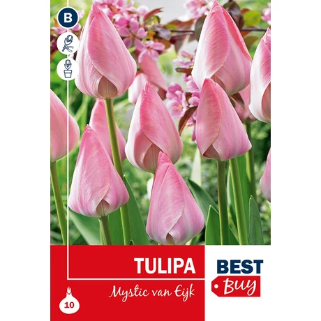 Vh 16106 Tulipa Darwin H. Mystic van Eijk 7db/cs 10/11