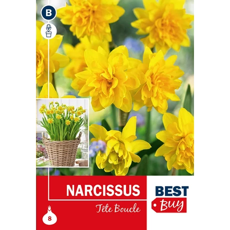 Vh 16120 Narcissus bot Tete Boucle 8db/cs 10/11
