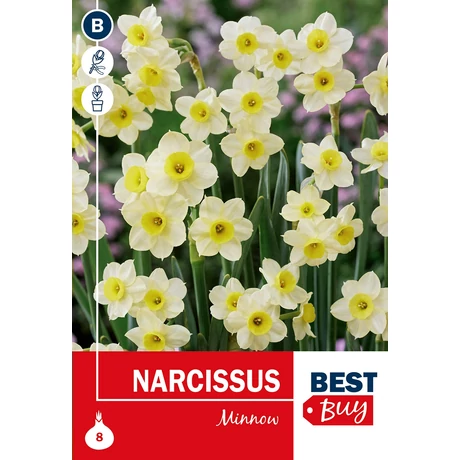 Vh 16116 Narcissus bot Minnow 8db/cs 10/12