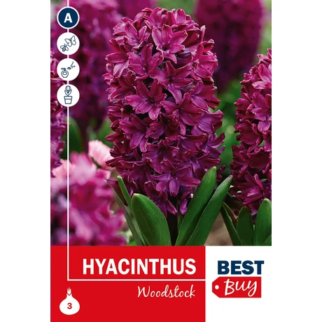 Vh 16092 Hyacinthus Woodstock 3db/cs 14/15