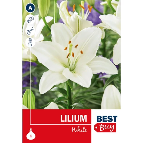Vh 16108 Lilium White 1db/cs 14/16