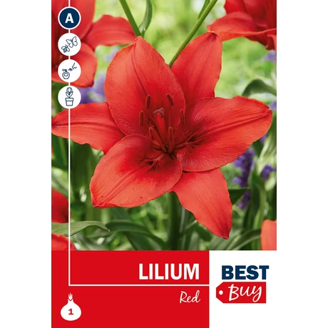 Vh 16109 Lilium Red 1db/cs 14/16