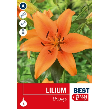 Vh 16110 Lilium Orange 1db/cs 14/16