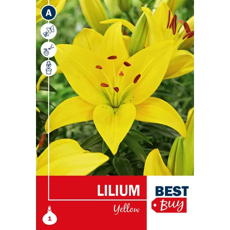 Vh 16111 Lilium Yellow 1db/cs 14/16