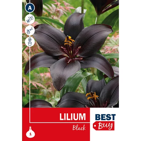 Vh 16112 Lilium Black  1db/cs 14/16