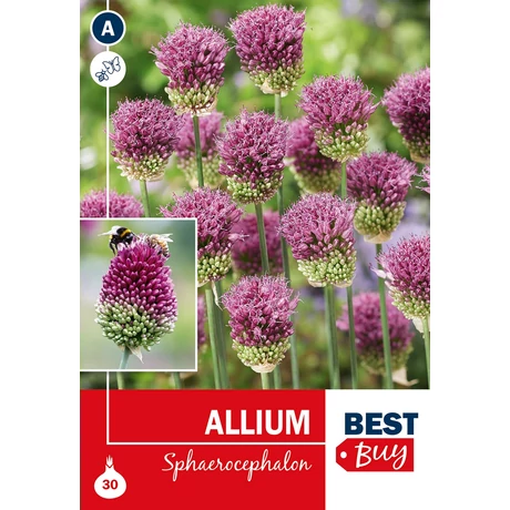 Vh 16095  Allium Sphaerocephalon 30db/cs 4/+