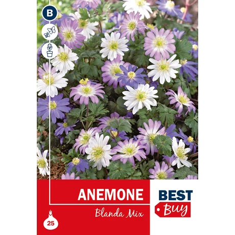 Vh 16056  Anemone Blanda Mix 25db/cs 4/5