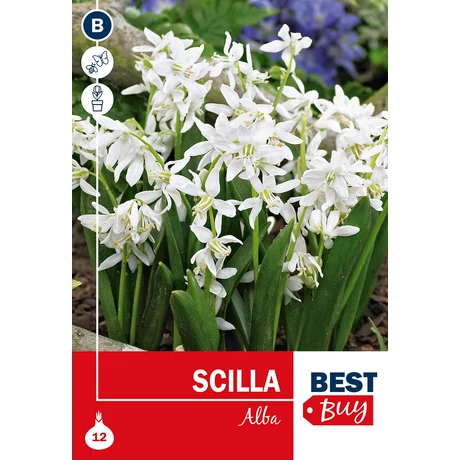 Vh 16097  Scilla Siberica Alba 12db/cs 6/7