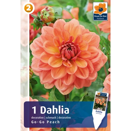Vh08803 Dahlia cserepes Go-Go Peach 1db/cs