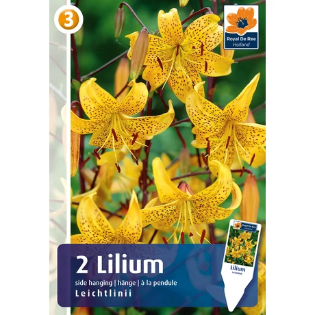 Vh08817 Liliom Tiger Side-Hanging Leichtlinii 2db/cs